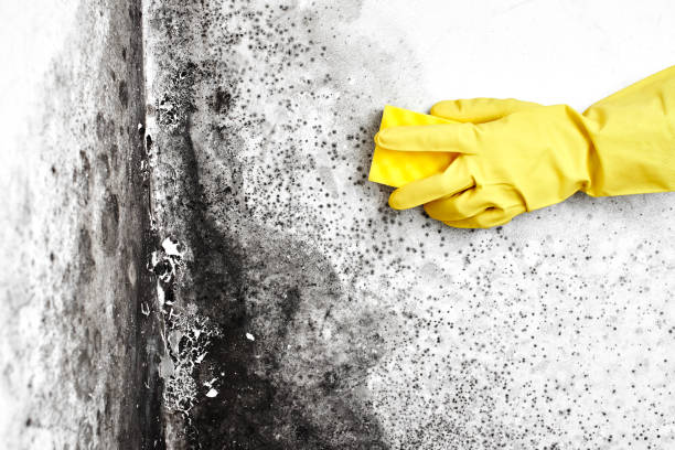 Best Mold Removal for HVAC Installations  in Pea Ridge, WV