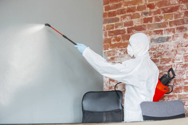 Best Basement Mold Removal  in Pea Ridge, WV