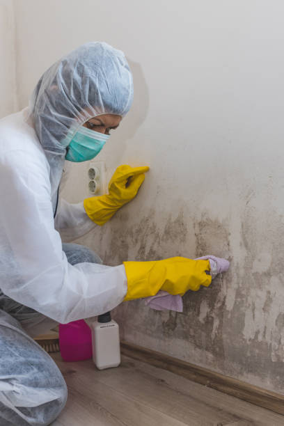  Pea Ridge, WV Mold Removal Pros